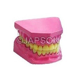 Human Teeth Model, Dental Care, Small Human Teeth Model, Dental Care, Small